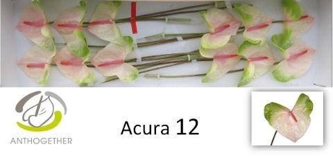 Антуриум Акура x12, шт. Антуриум Акура x12, шт.