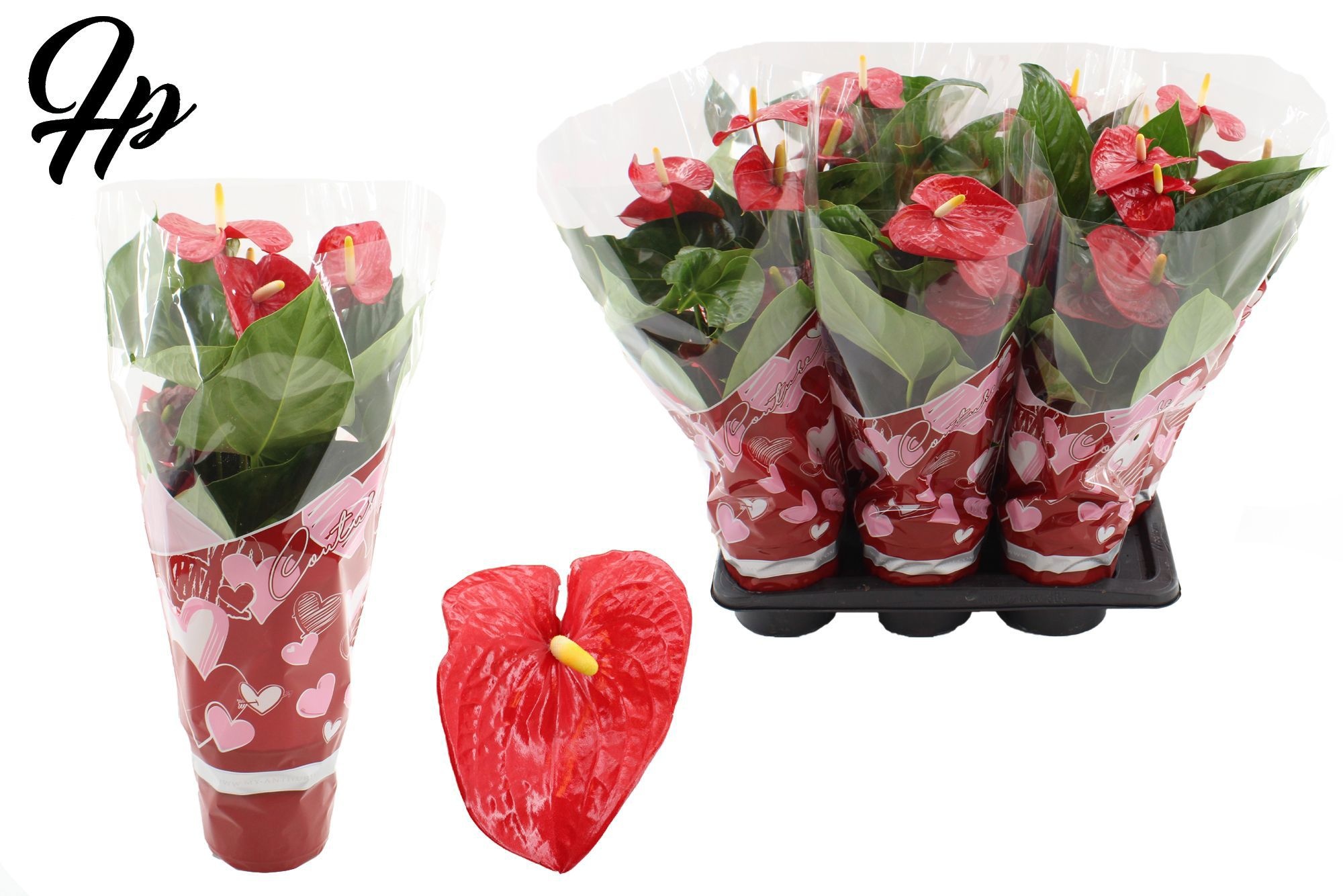 Anthurium 17 cm Turenza in Couture Heart sleeve, D 17