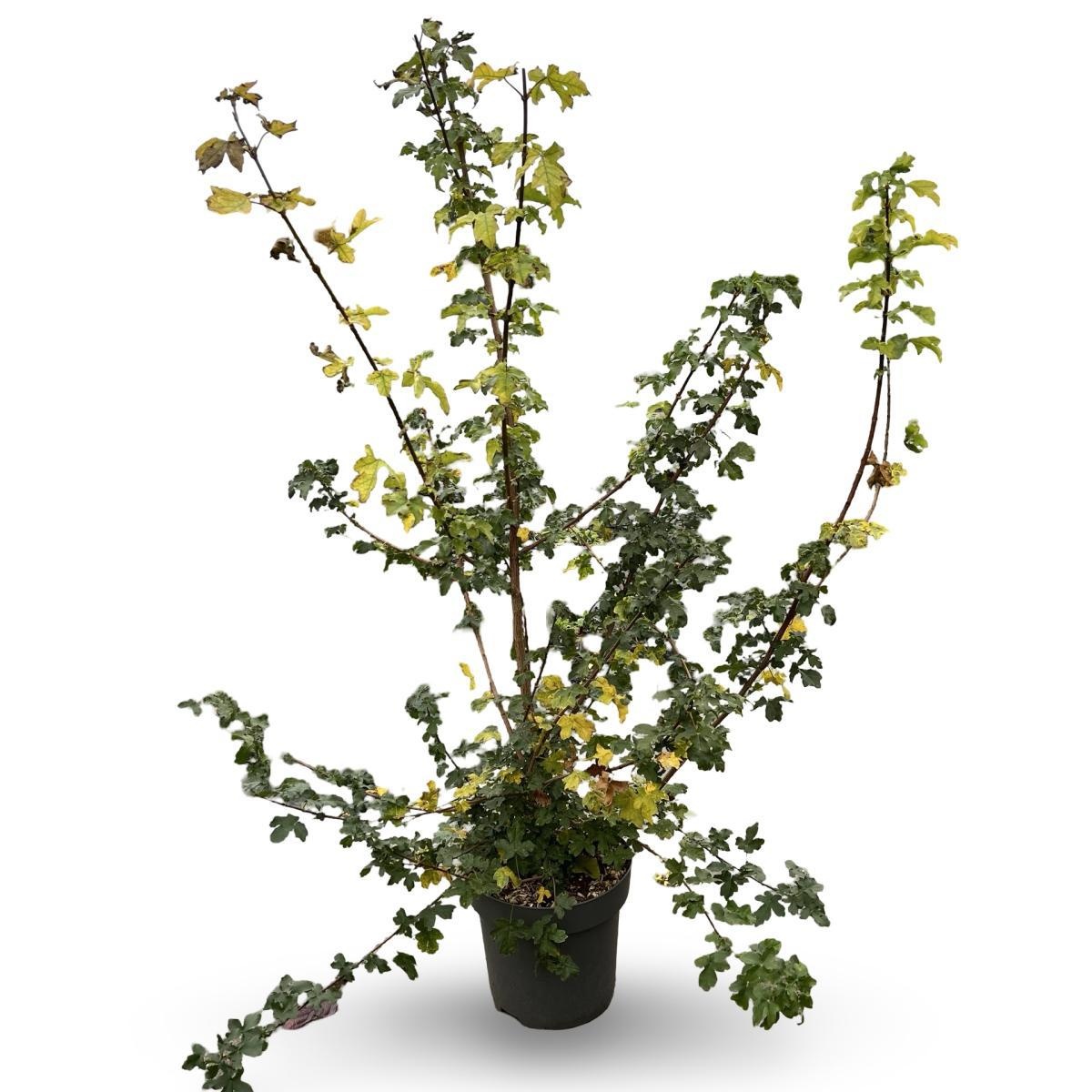 Acer campestre, D 32