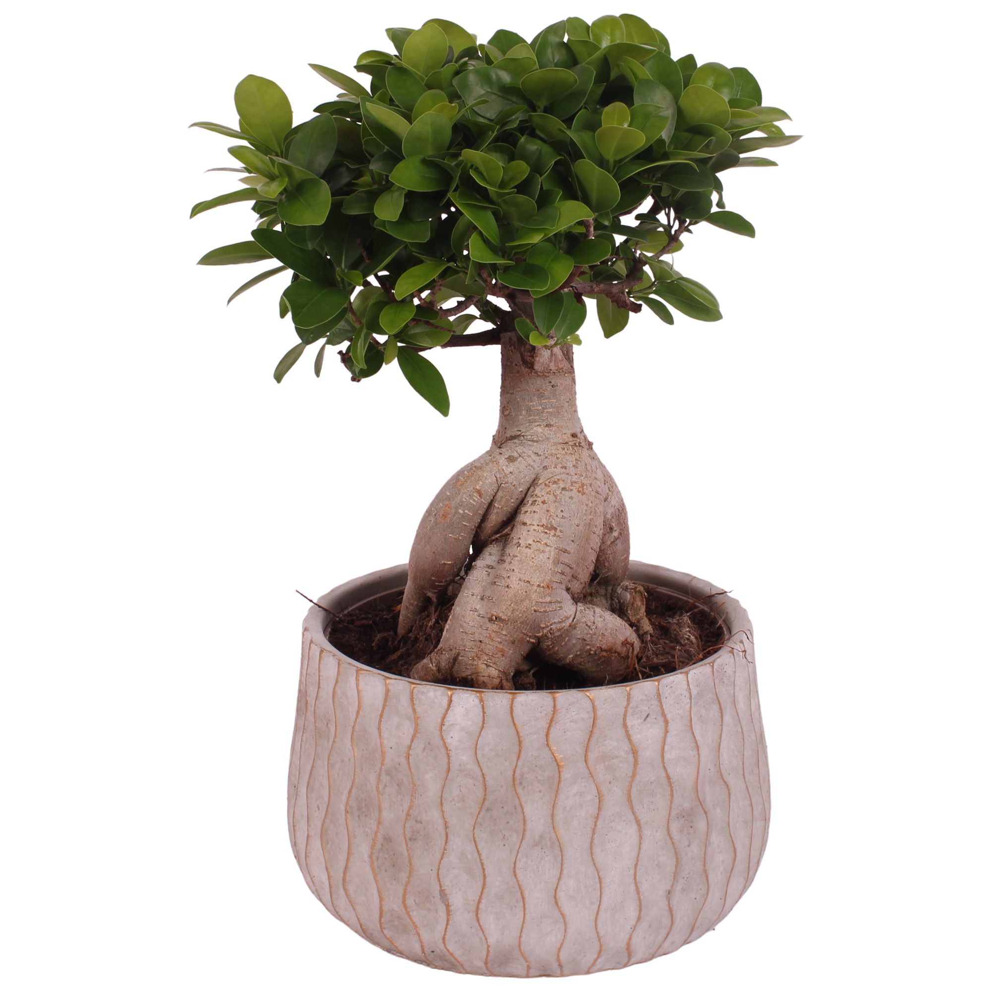 Ficus m. Ginseng Ball Shape Ø20cm in Ø24cm Ceramic PL569, D 24