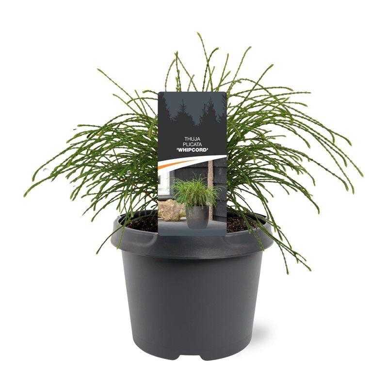 Thuja plicata 'Whipcord', D 19 cm
