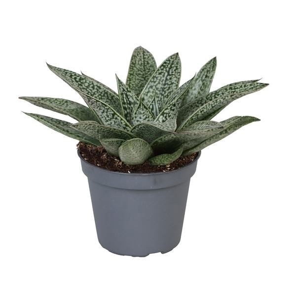 Gasteria D.Nella 6 cm, D 6 cm