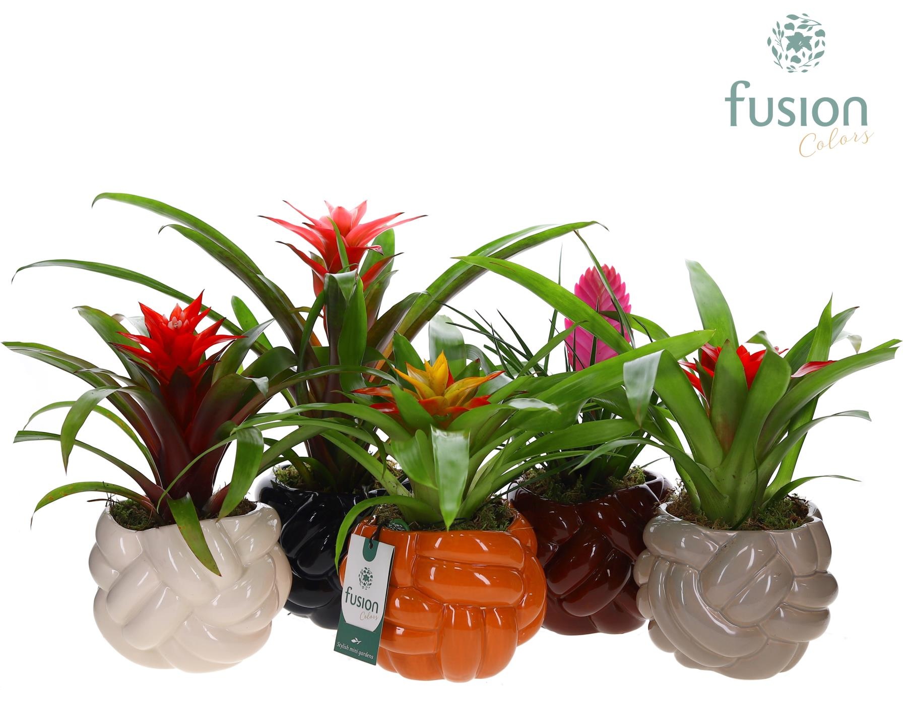 Keramiek pot Medium met Guzmania mix, D 14