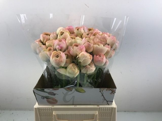 Ранункулус Азур Шампань 45, шт.