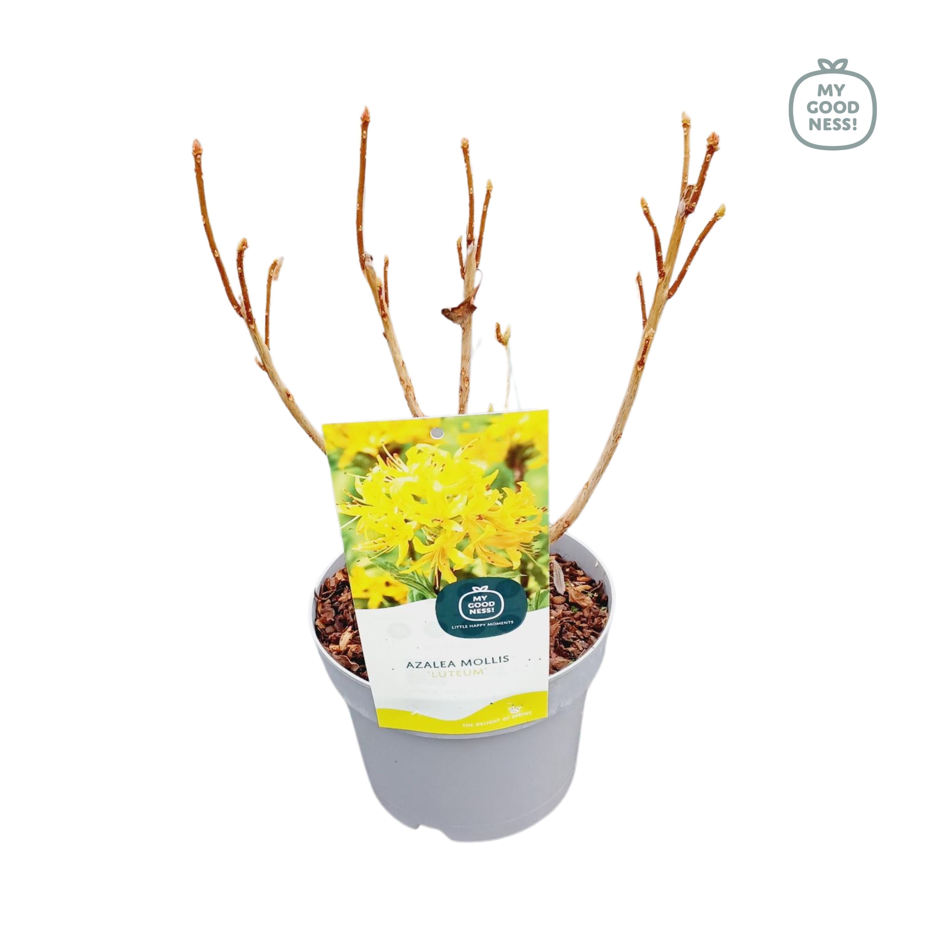 Azalea Mollis 40 /C2 'Luteum', D 17