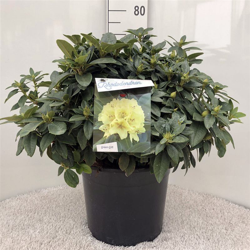 Rhodo. 'Saffrano' yellow, D 37