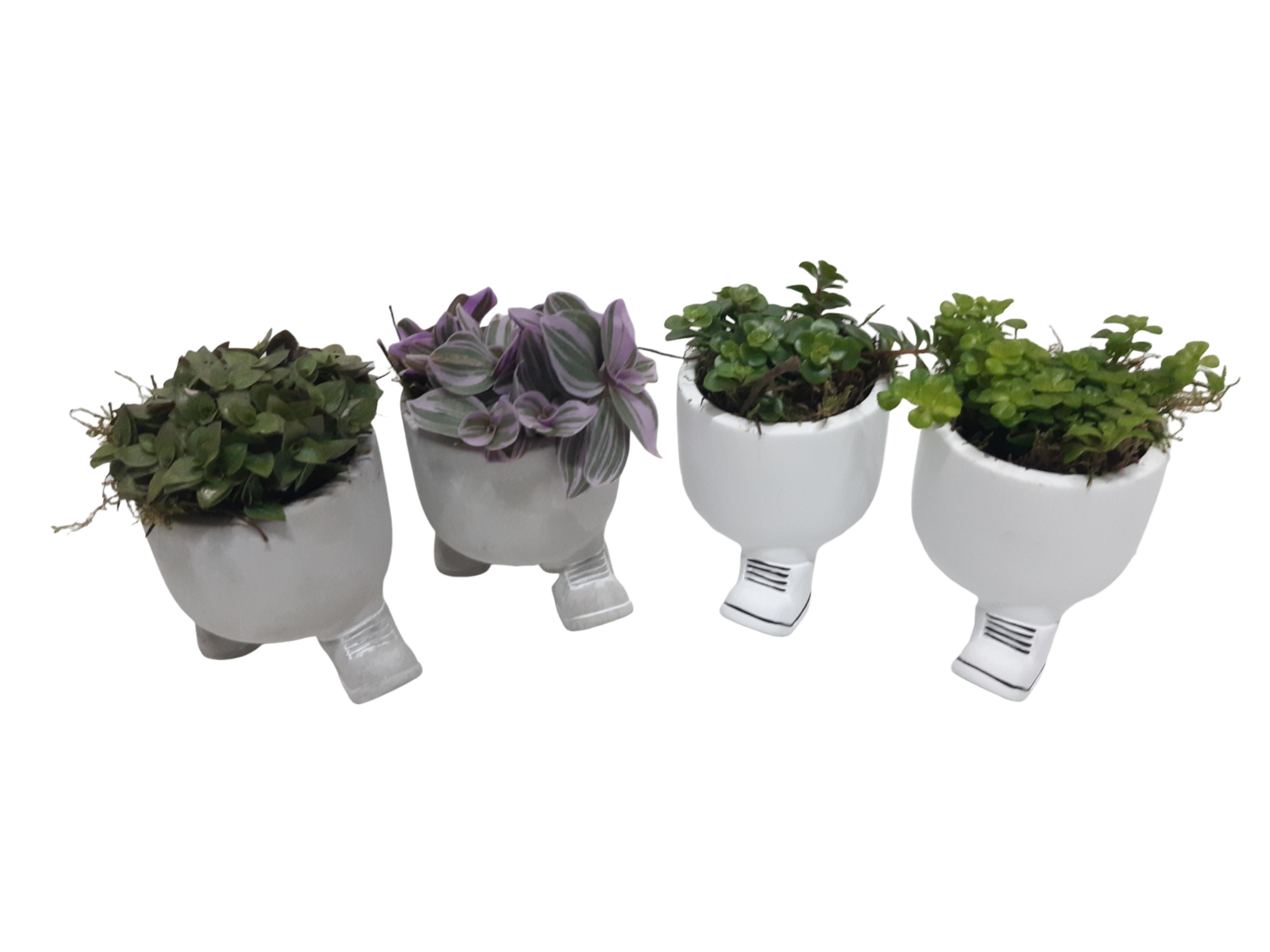 New 2026 CLWP10MIX Chillings Walking Pot 10cm mix, mini groenmix, D 10