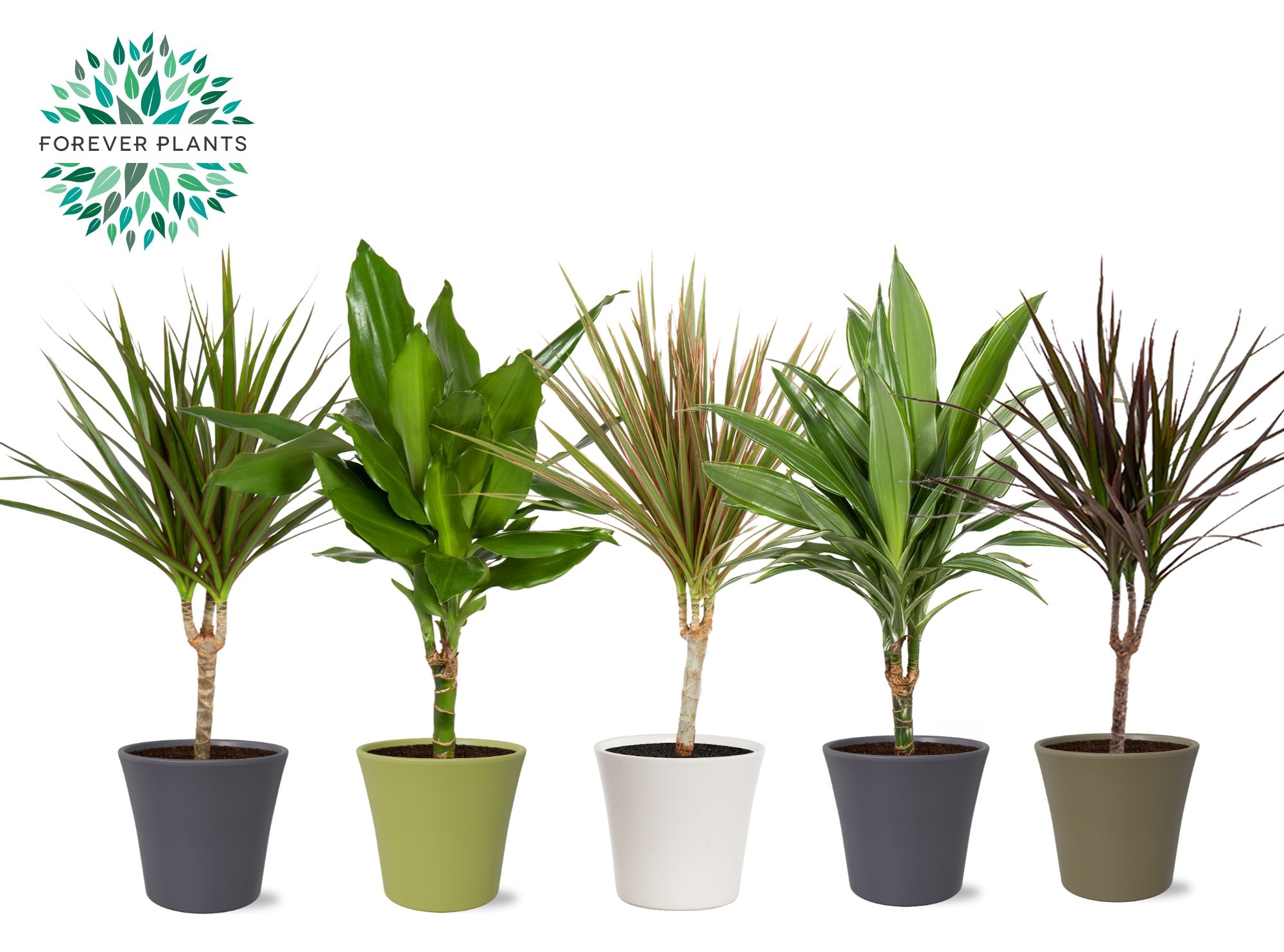 Dracaena Marginata mix p14 in COCO Keramiek, D 14 cm