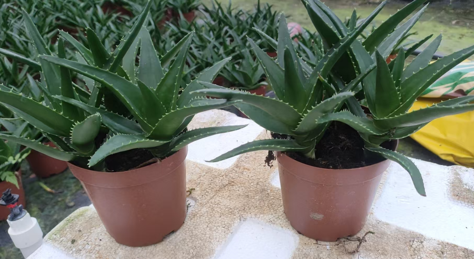 Суккулент Алоэ Вера 11 20