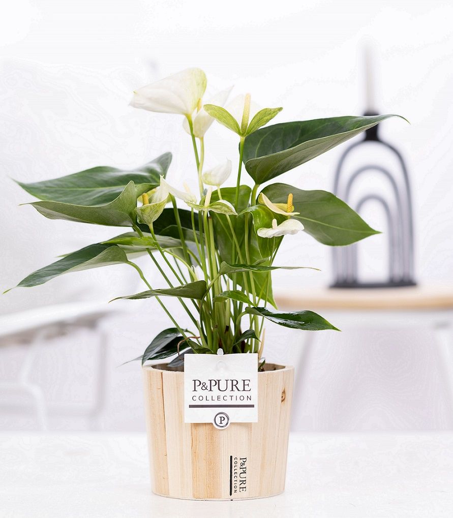 Anthurium white (Elido) in P&PURE Wood pot 5, D 12