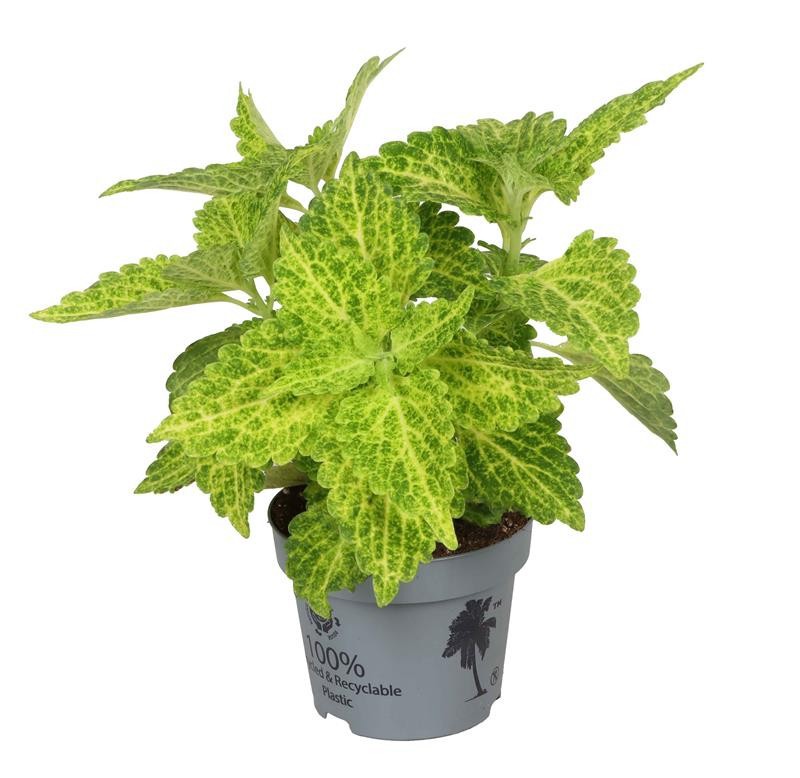 COLEUS BLUMEI-HYBRID 'M.ST. RIVER WALK', D 12