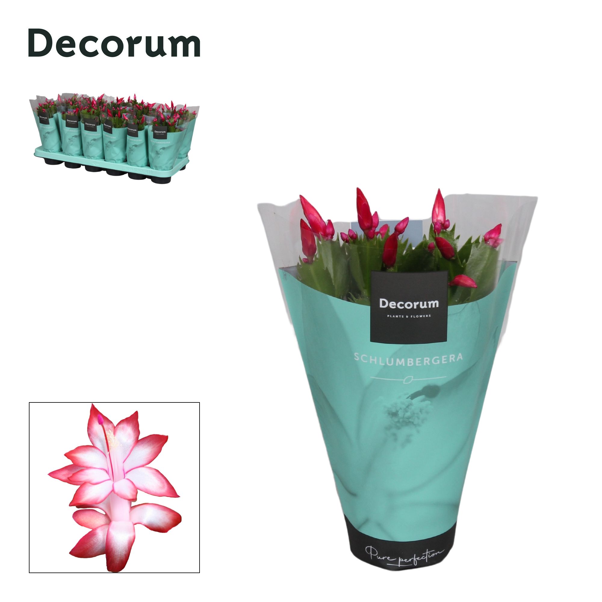 Schlumbergera - 9 cm - Red (Exotic) met hoes - Decorum, D 9