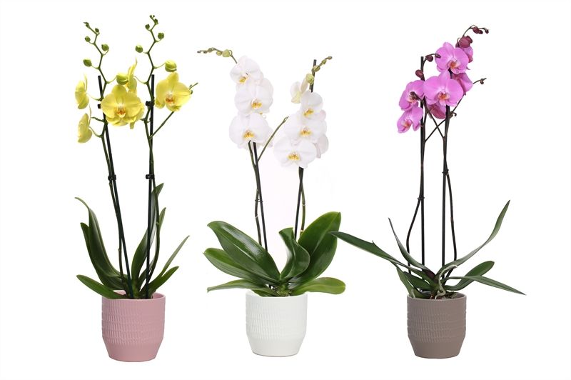 Tirza p12 scores mix Phal mix 2T14+, D 12