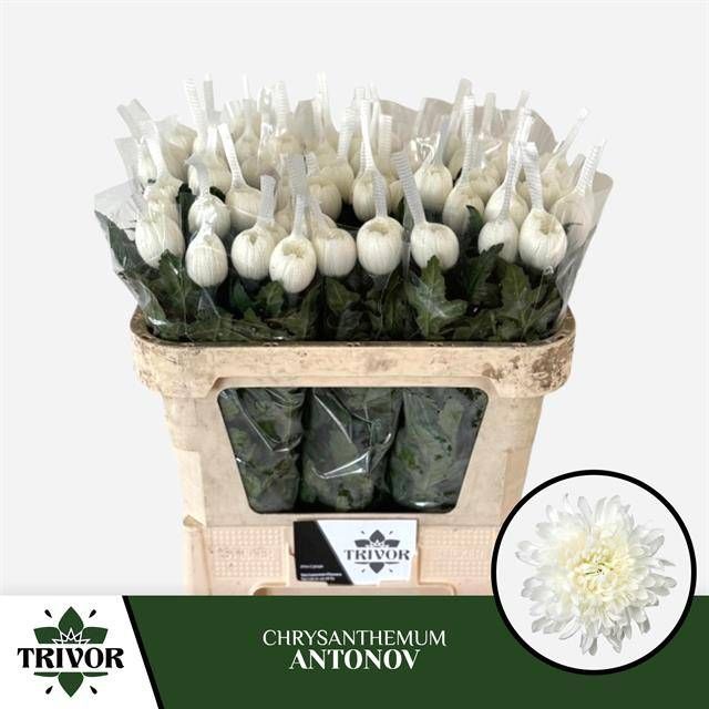Хризантема од. Антонов 70 (бел.), шт.