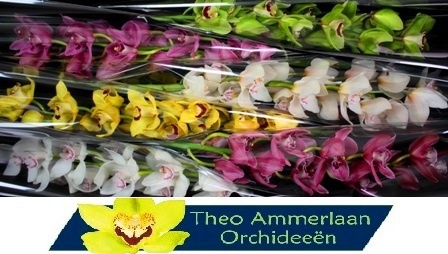 Цимбидиум Микс 80 x6, шт.