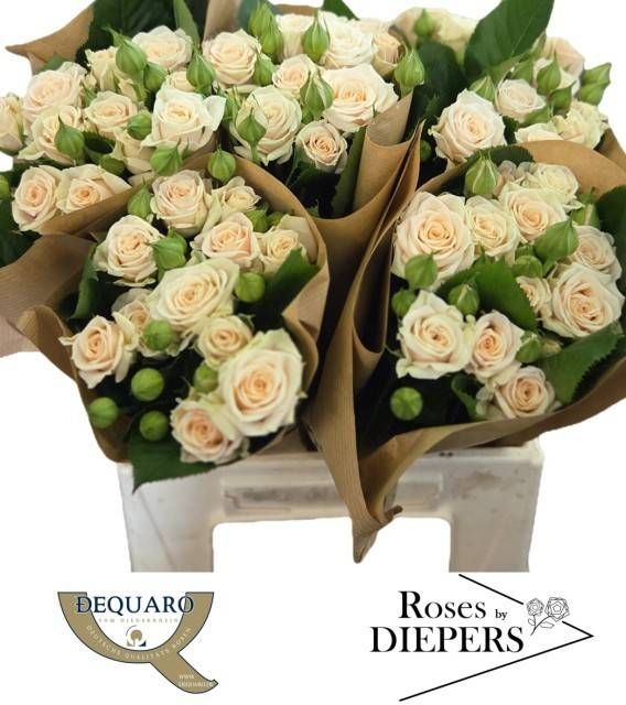 Роза куст. Таня 40, шт.