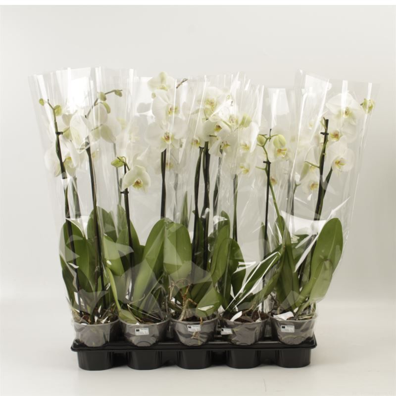 Phalaenopsis overig wit 2 tak wit A2, D 12