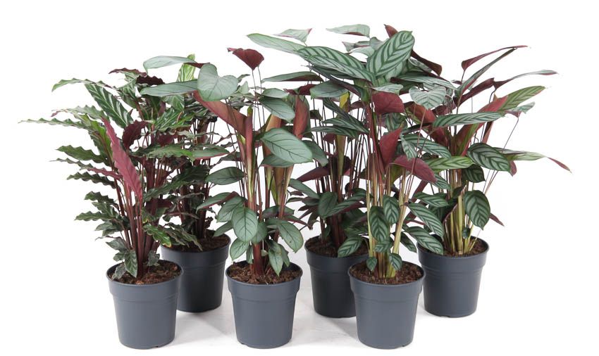 Mix Calathea 19cm, D 19 cm Mix Calathea 19cm, D 19 cm