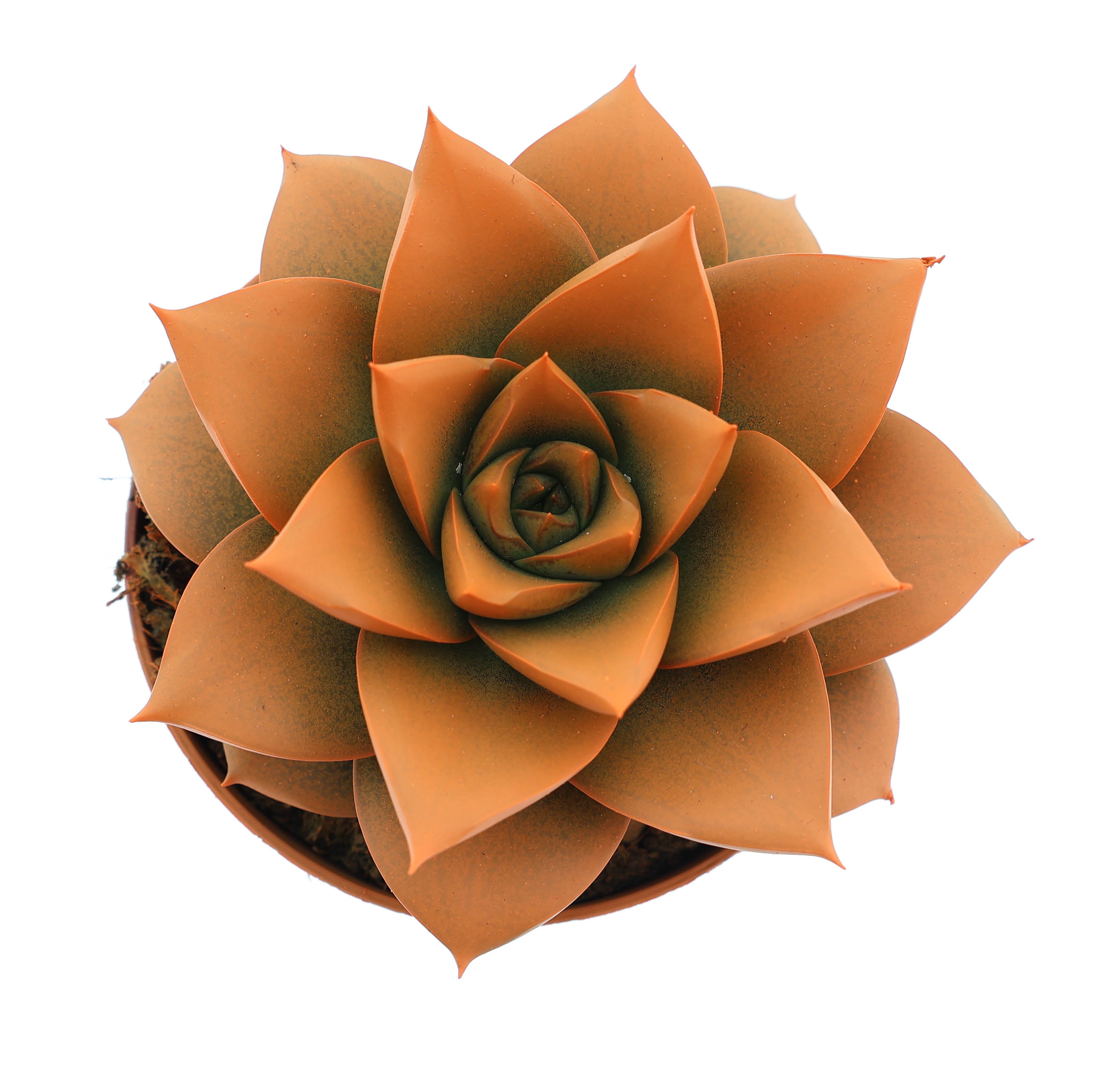 Rainbow purper orange, D 8,5