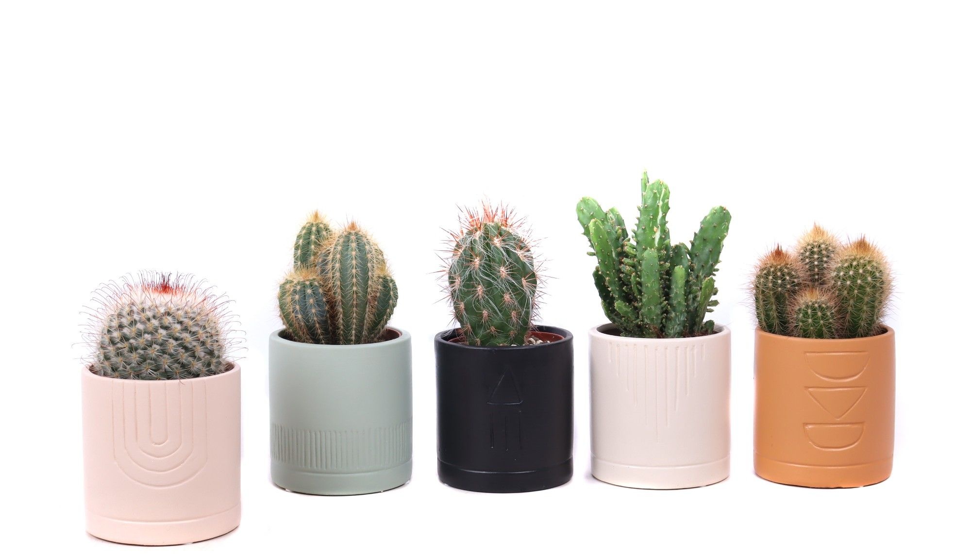 Cactus mix 8,5 cm in El Minya sierpot, D 10 cm