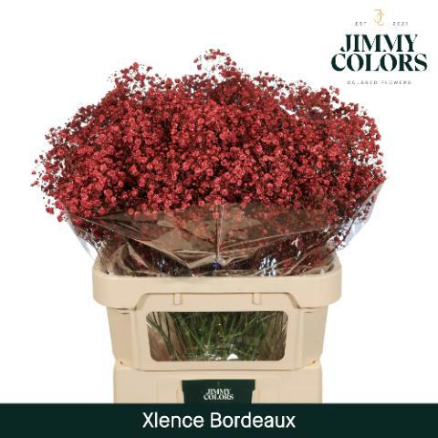 Гипсофила Овериг Крашеная (краш. ) 80, шт.