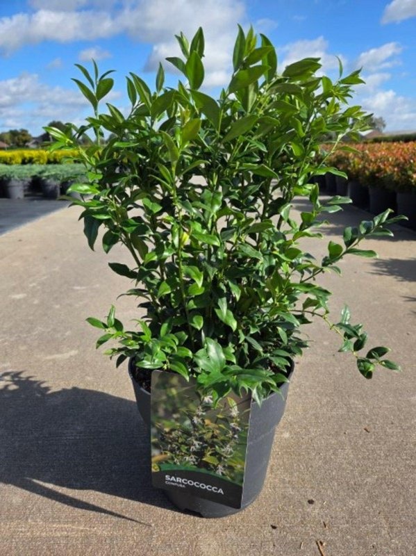 Sarcococca confusa, D 29