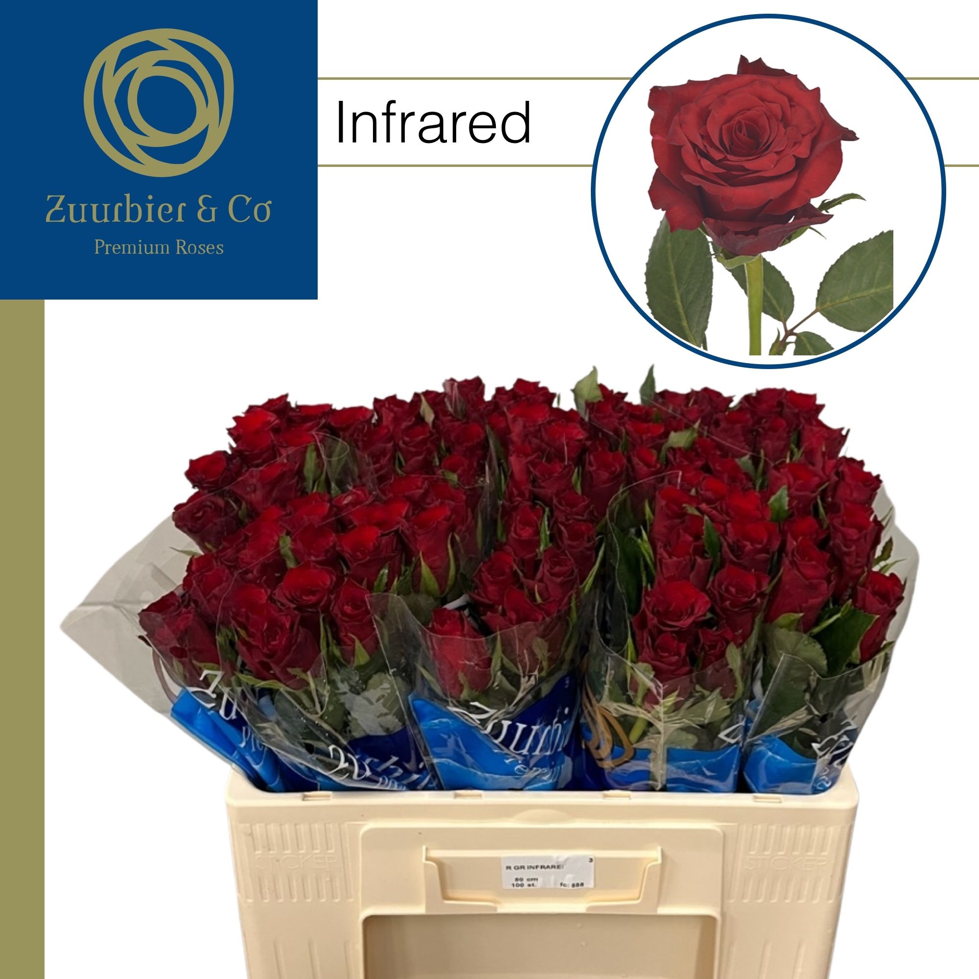 Роза од. Инфрарэд 50, шт.