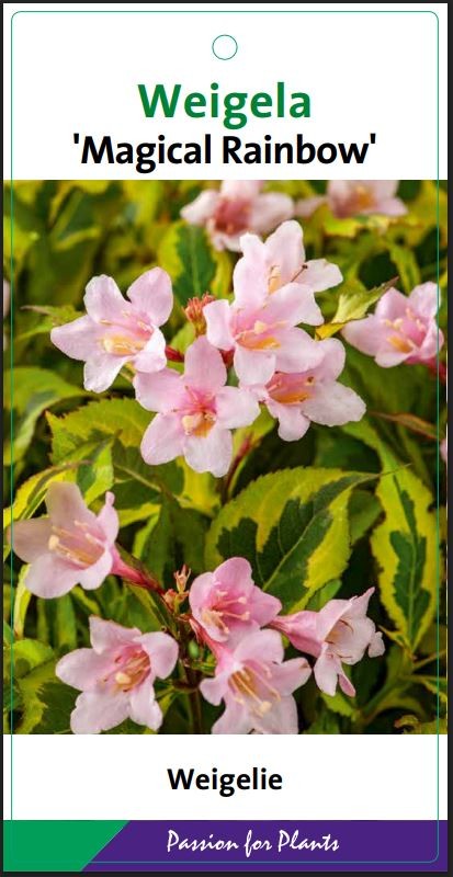 Weigela 'Magical Rainbow' 40-50C5, D 23 cm