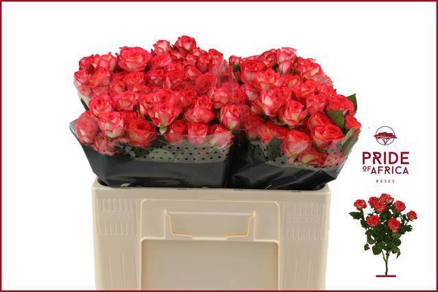 Роза куст. Саммер Дэнс 50, шт.