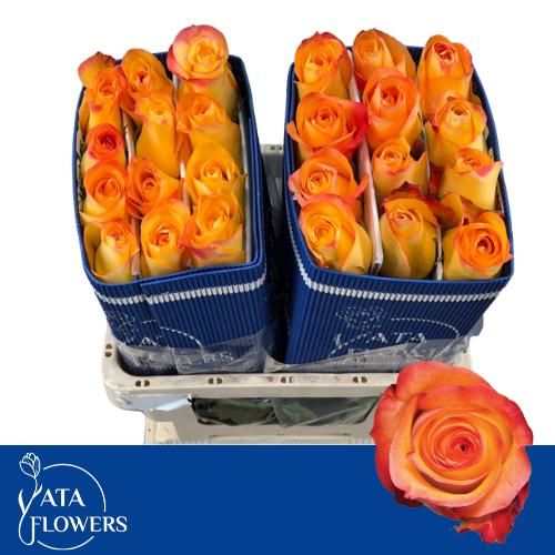 Роза од. Энканто 50, шт.