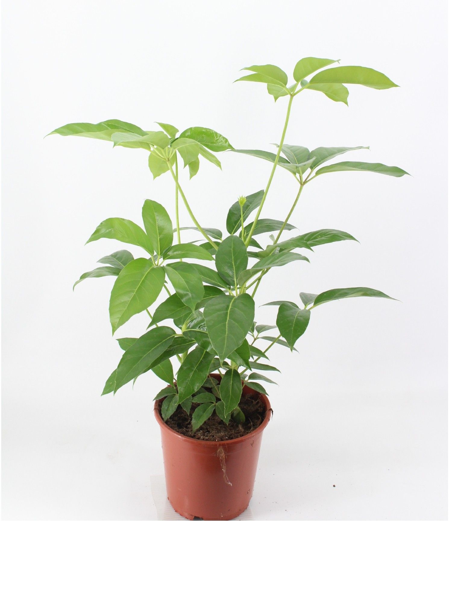 schefflera amate 24 cm pot, D 24