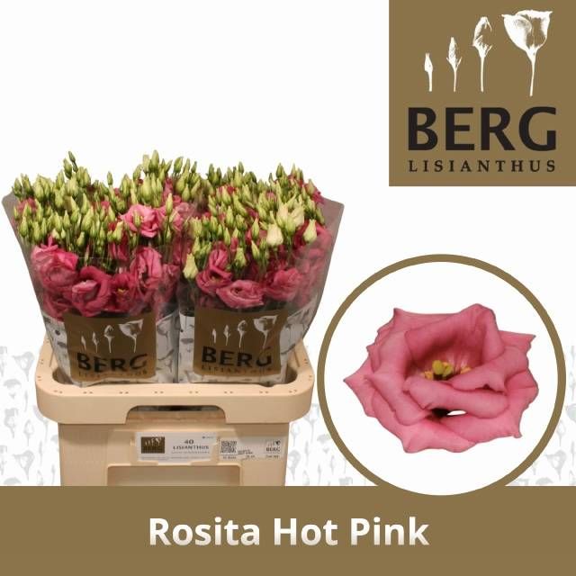 Эустома Розита Хот Пинк 70 (ярко-роз.), шт.