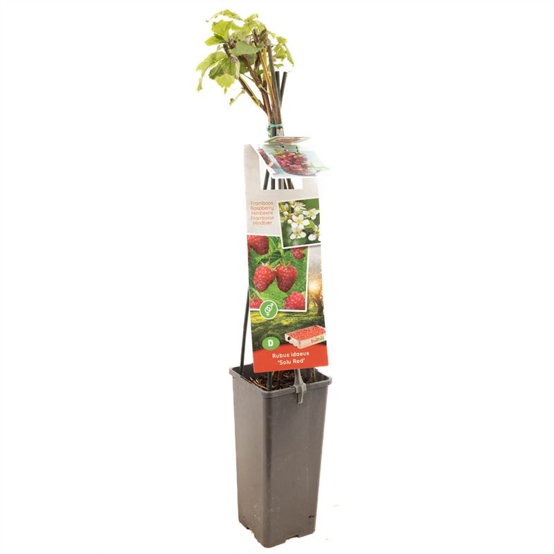 Rubus id. TwoTimer� Sugana Red� Rode framboos - TwoTimer - 2x per jaar vrucht, D 11
