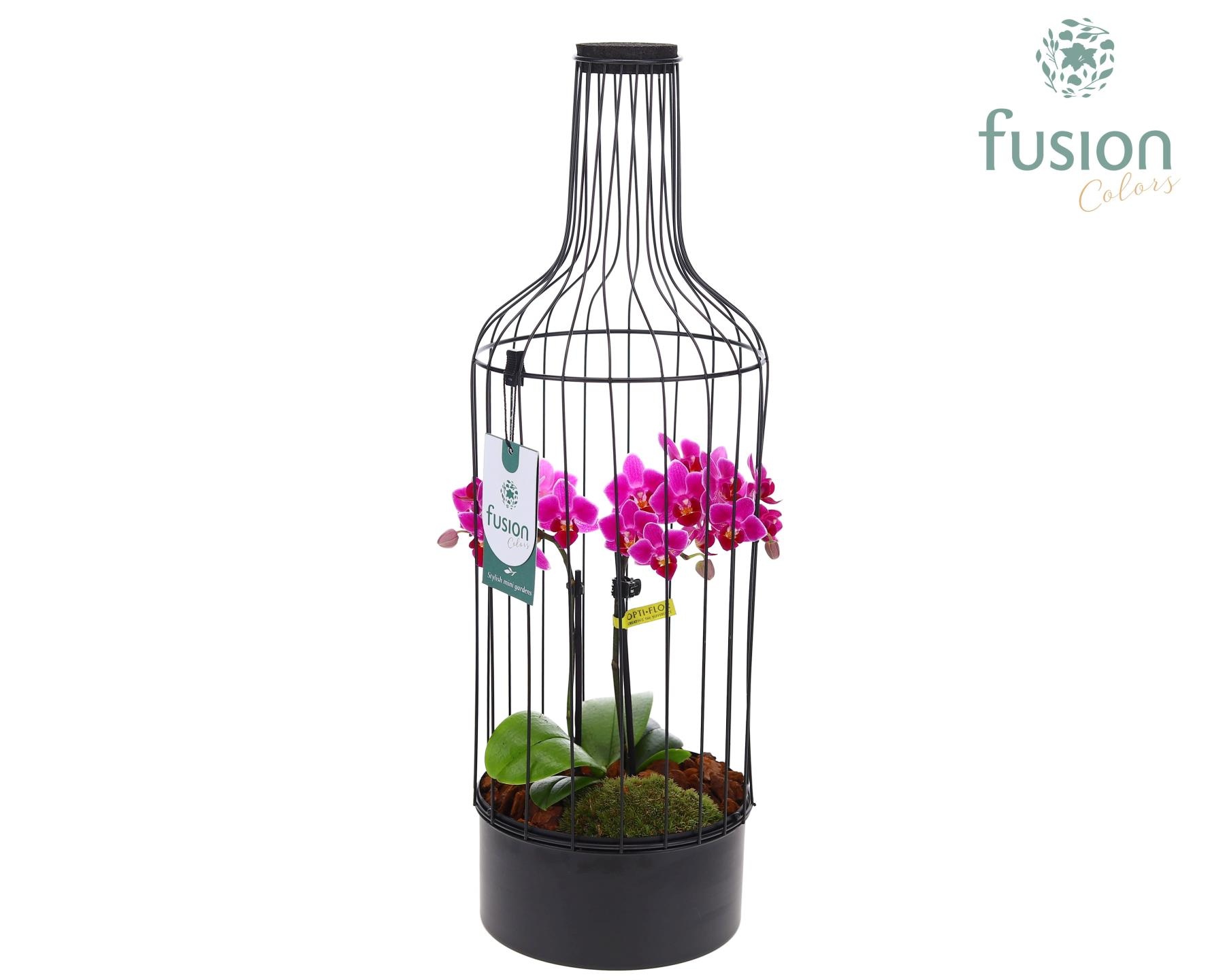 Metaal fles zwart Large met Phalaenopsis, D 17