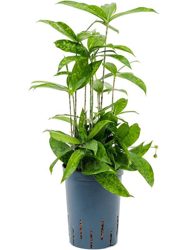 Dracaena surculosa, D 15