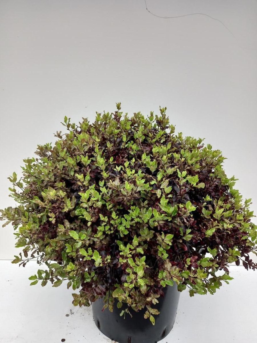 Pittosporum ten. 'Tom Thumb', D 40