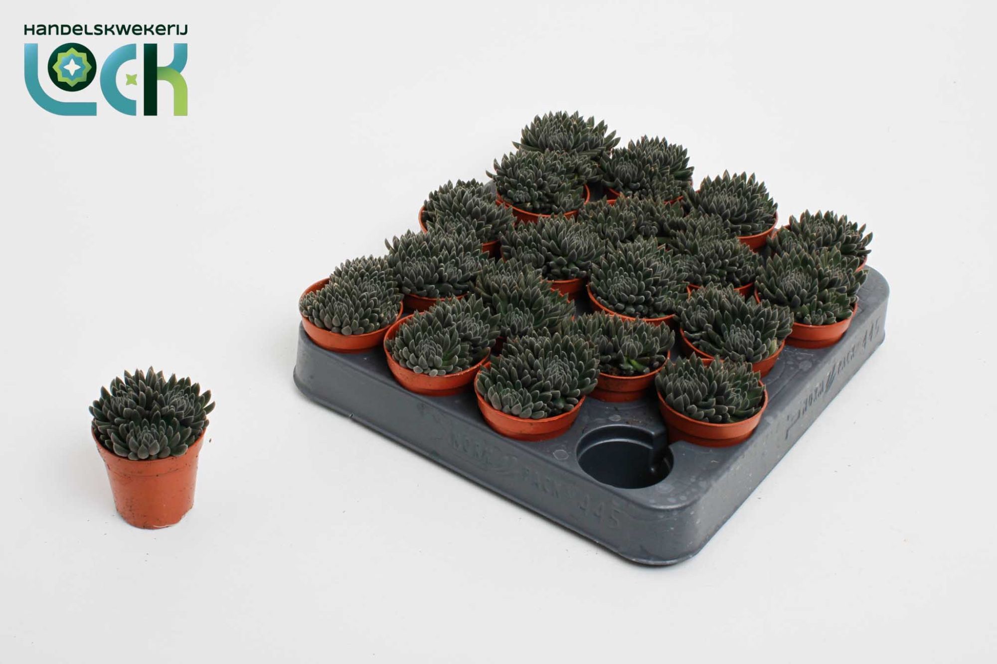 Crassula Crassimus, D 5,5