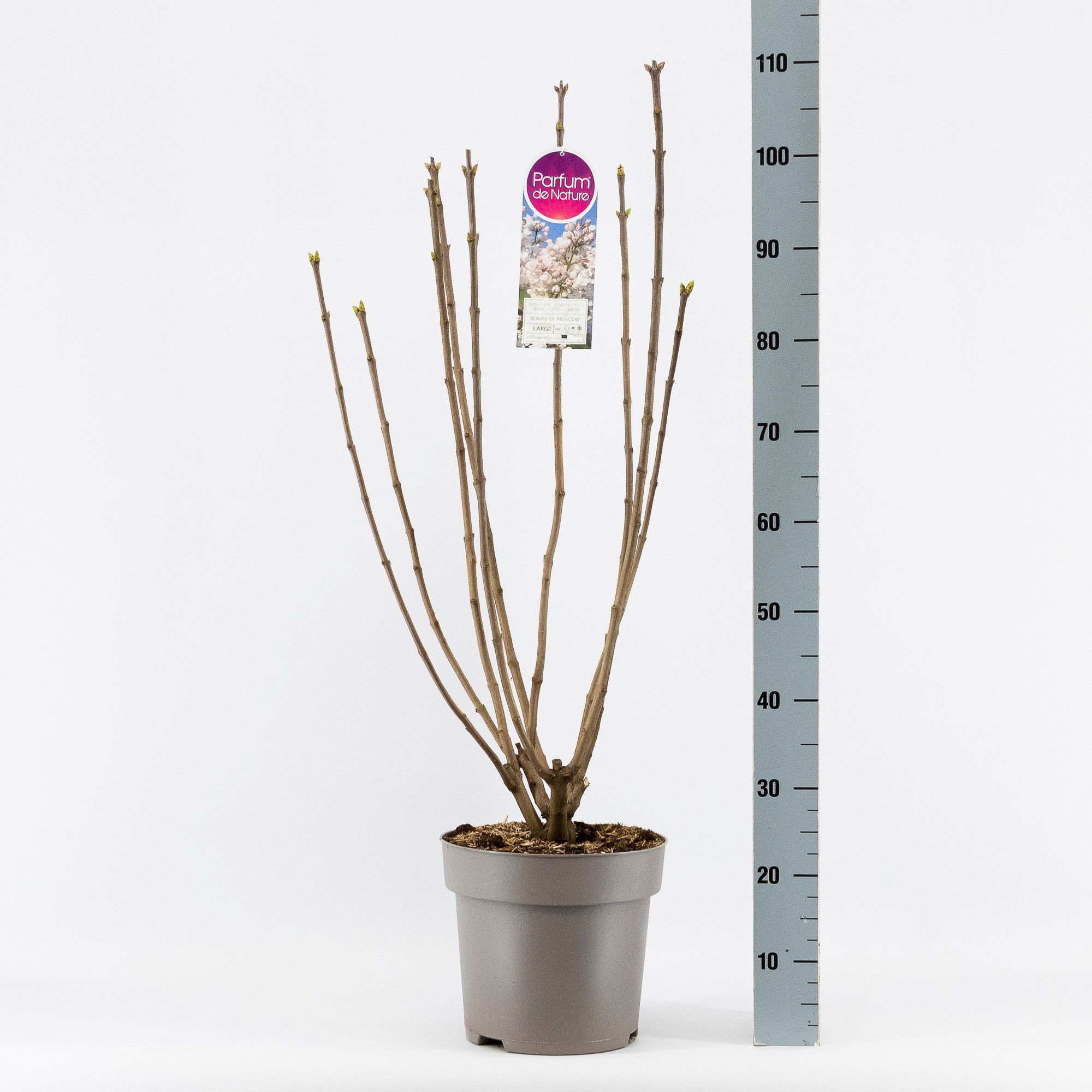 Syringa vul. Beauty of Moscow, 2-jarig, C10 Solitair, D 27