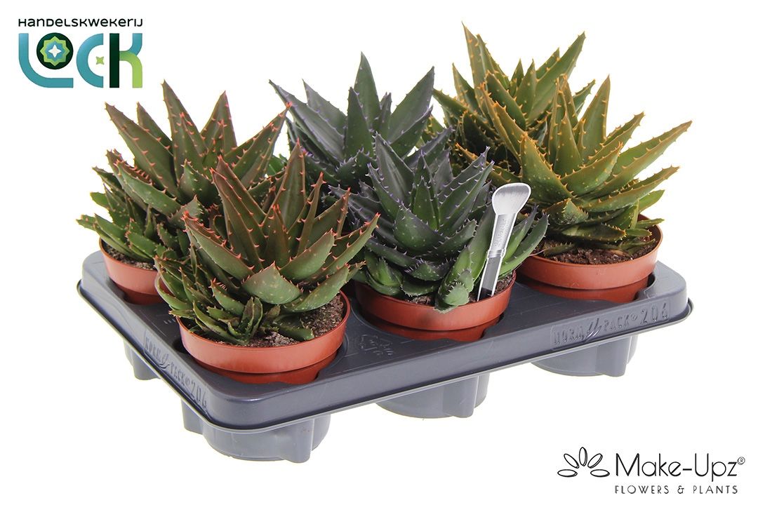 Aloe Mitriformis Make Upz, D 12