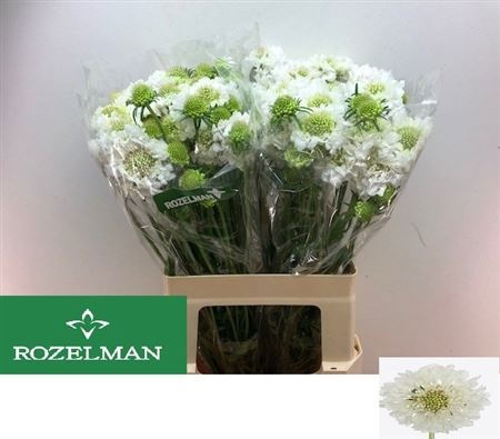 Скабиоза Фокал Вайт Скуп 60 (бел.), шт.