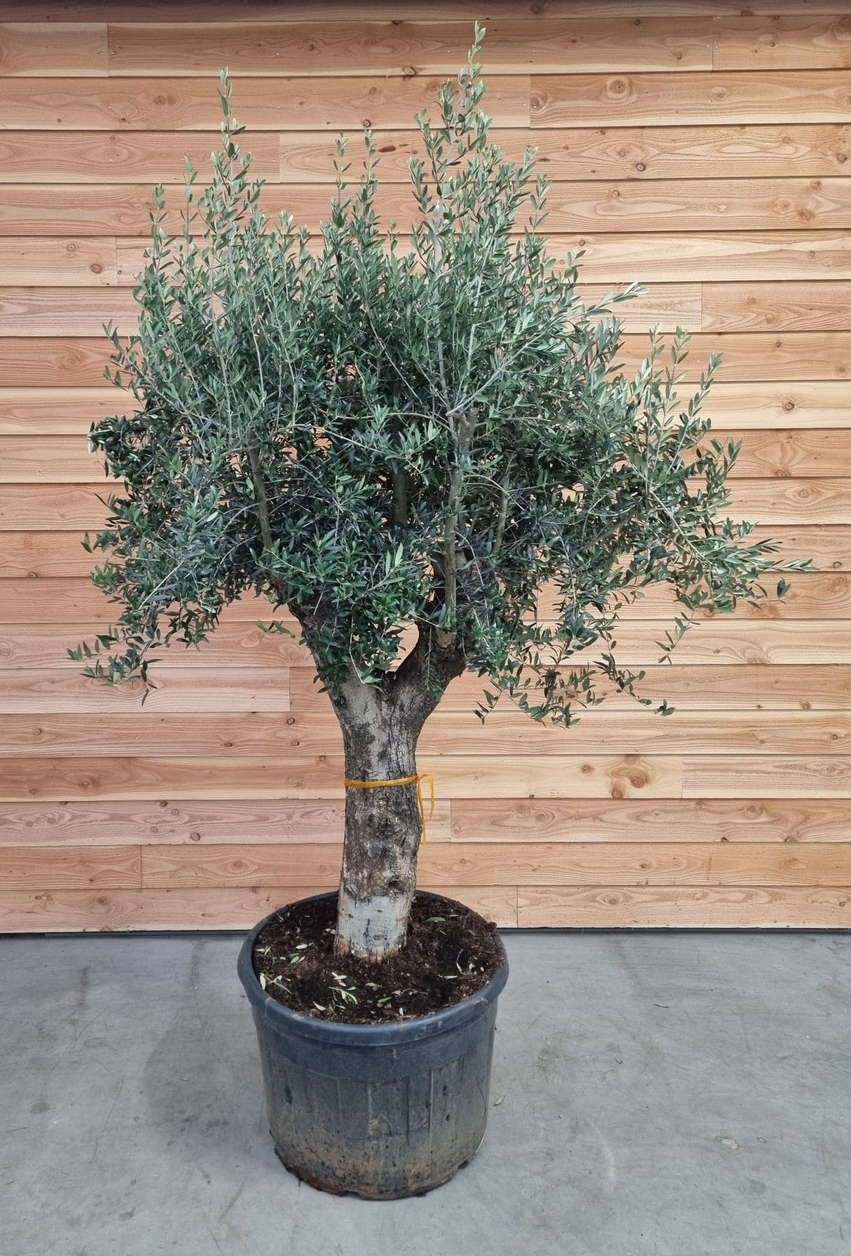 Olea europaea, D 80