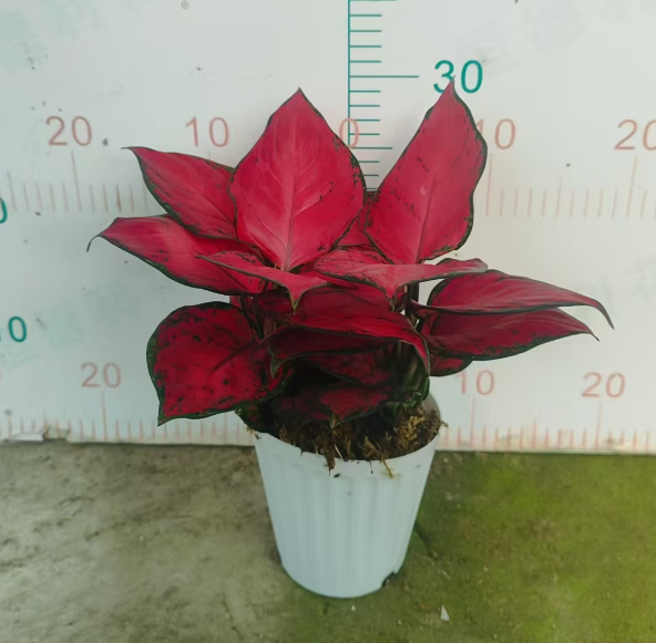 Аглаонема даубле-стеммед Роман Базин Премиум Ред 12 28