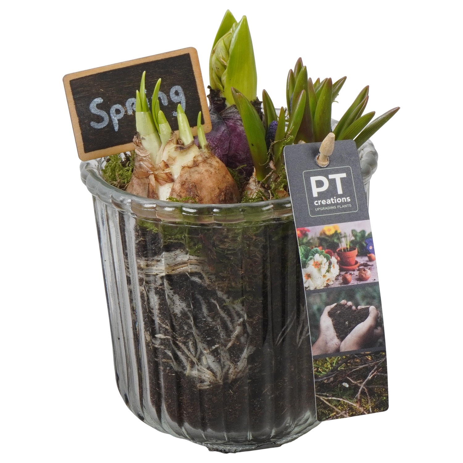 PTBM3936 Arrangement Flower Bulbs Mix in glazen vaas, D 12