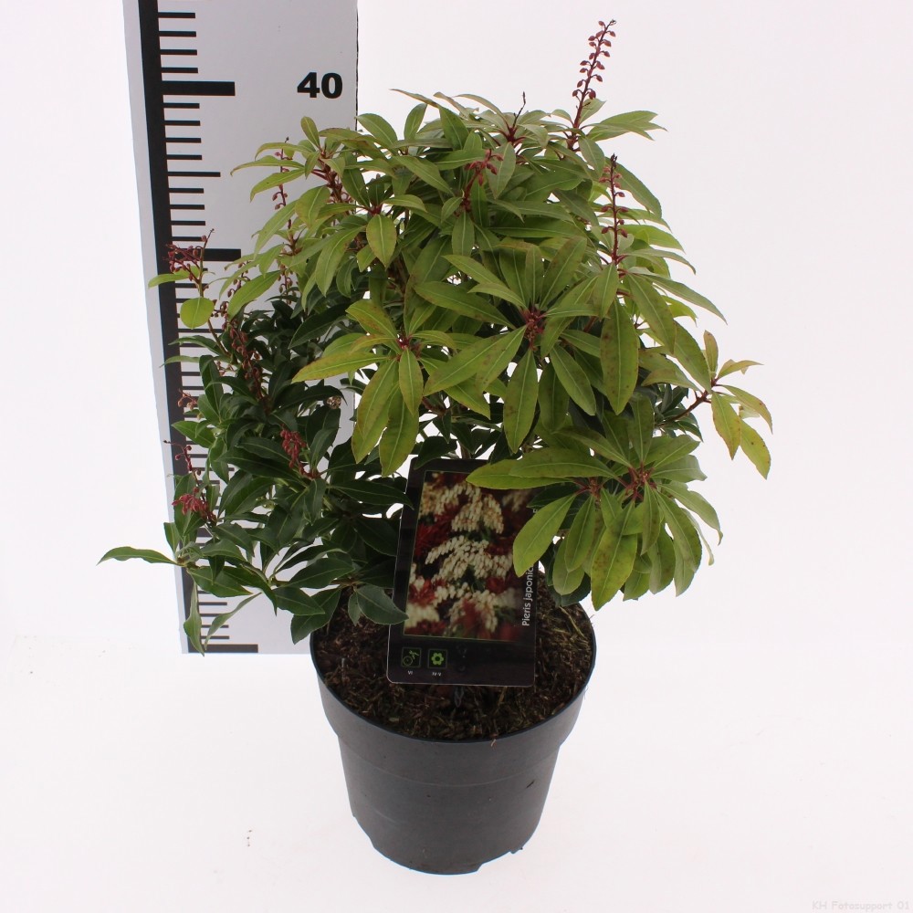 Pieris jap. 'Mountain Fire', D 17