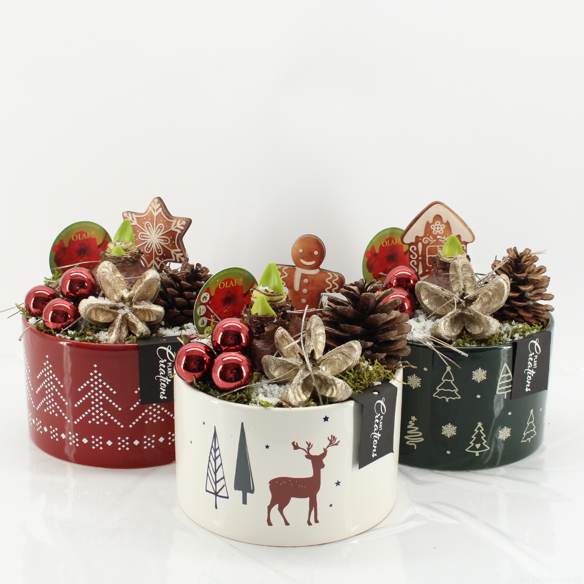 HICR-2513MR Kerst Amaryllis, D 17 cm