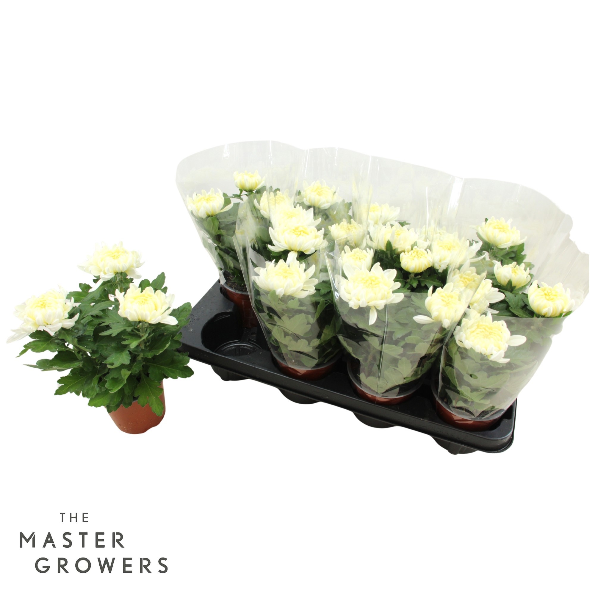 Deco Chrysant Cosmo Wit 12cm 3pp, D 12 cm