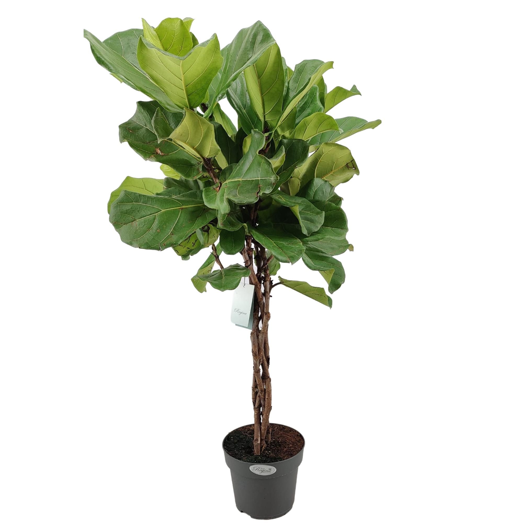 Ficus Lyrata gevlochten stam p24, D 24