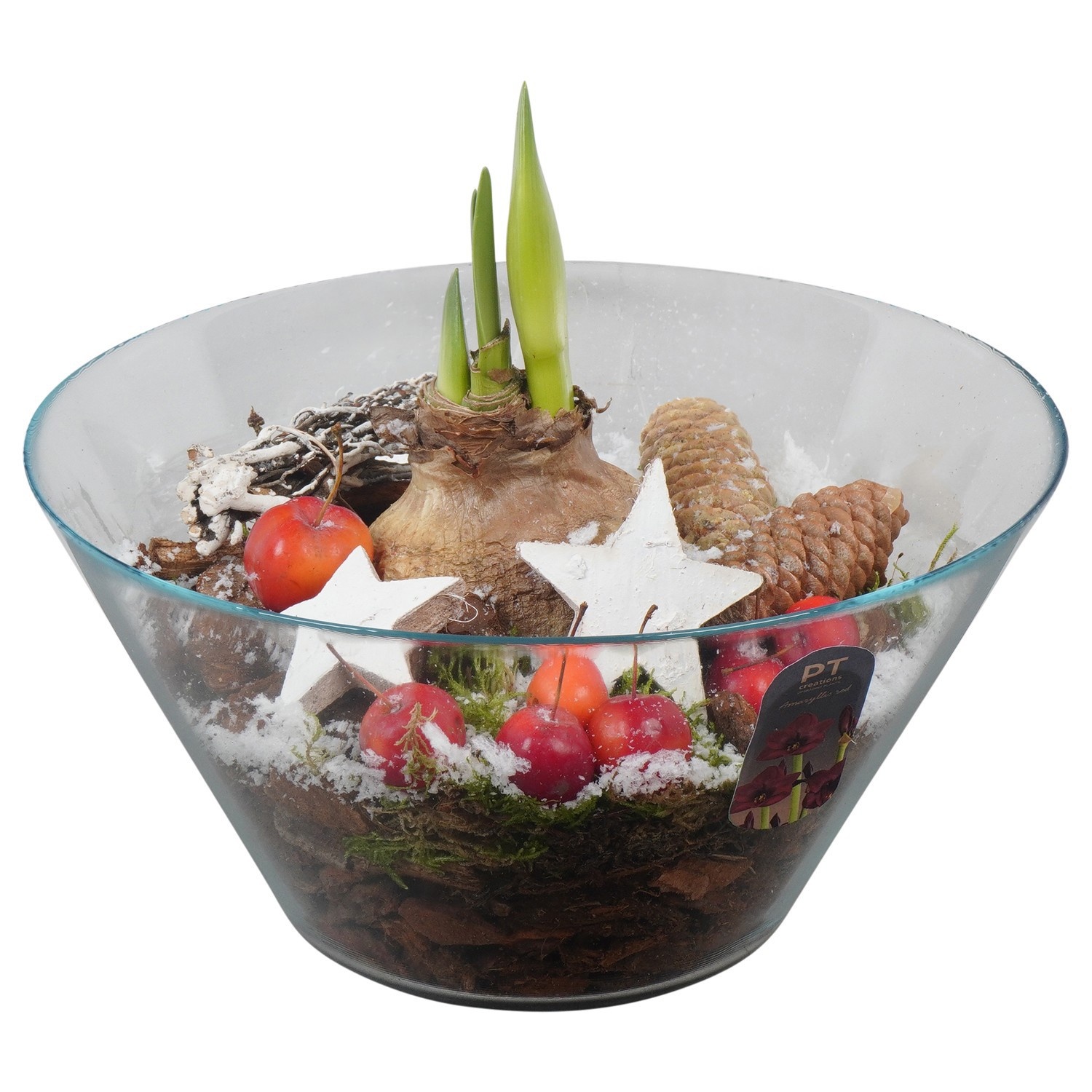 PTACH2457 Arrangement Amaryllis Christmas in glas schaal, D 26