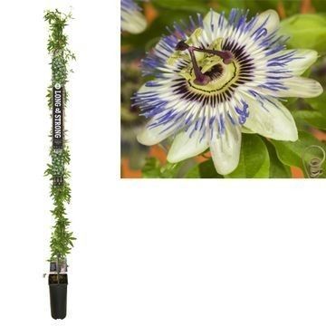 Passiflora caerulea +Long & strong label, D 23
