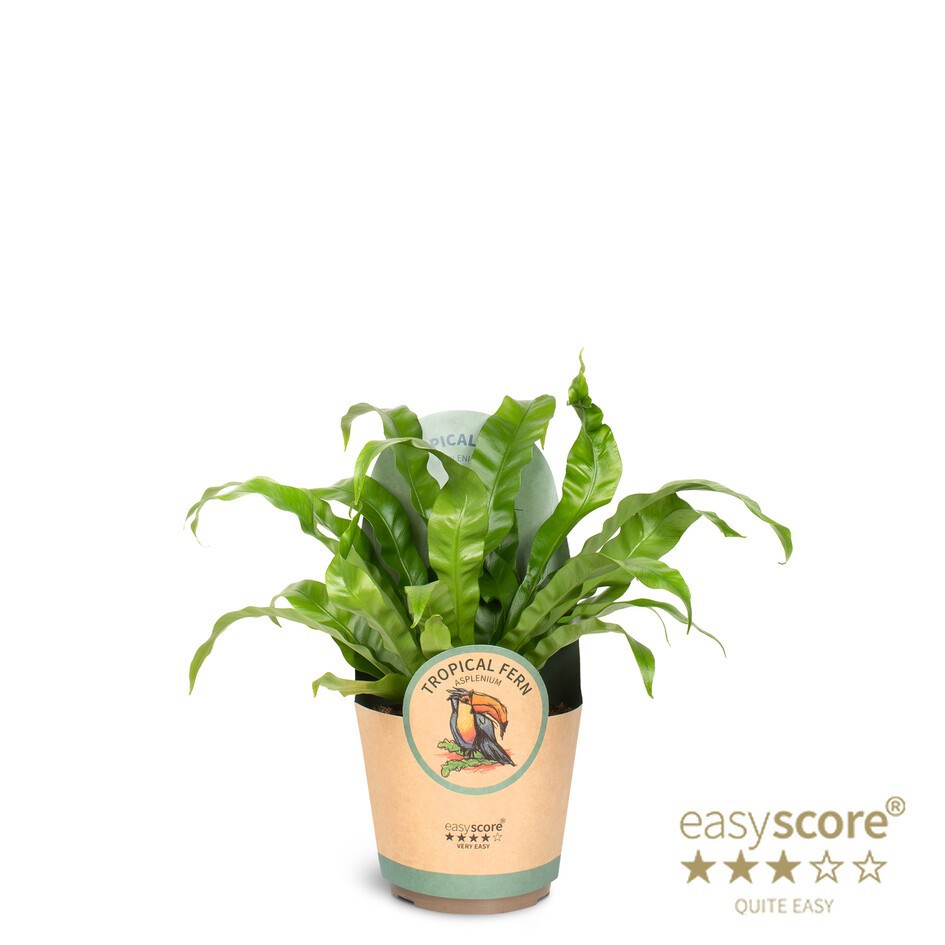 ASPLENIUM NIDUS 'Antiquum', D 17